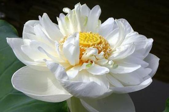 雪莲花属什么动物类型