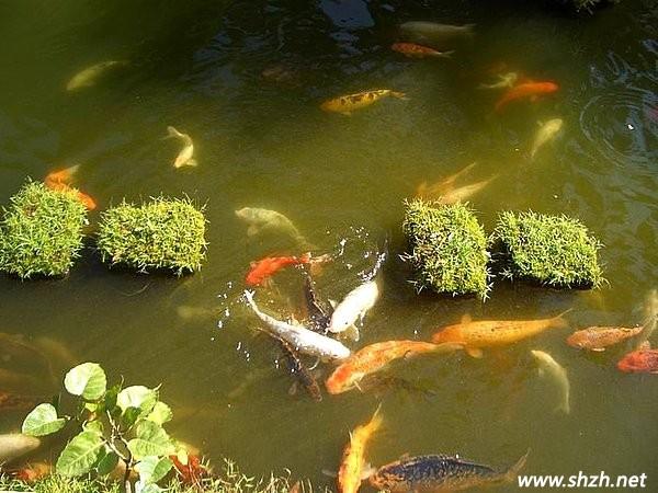 池鱼遭殃的上一句是啥