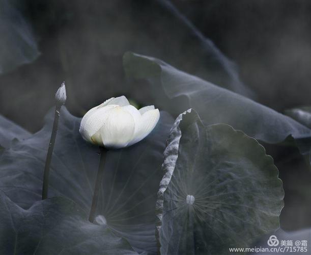风清淡雅代表什么意思