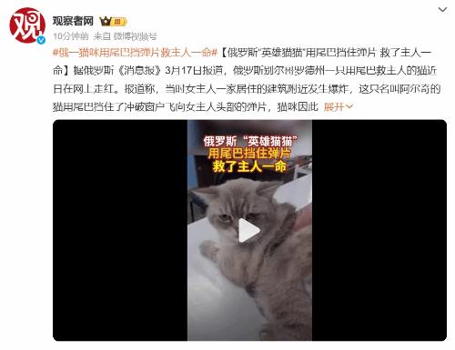 俄罗斯“英雄猫猫”用尾巴挡弹救主